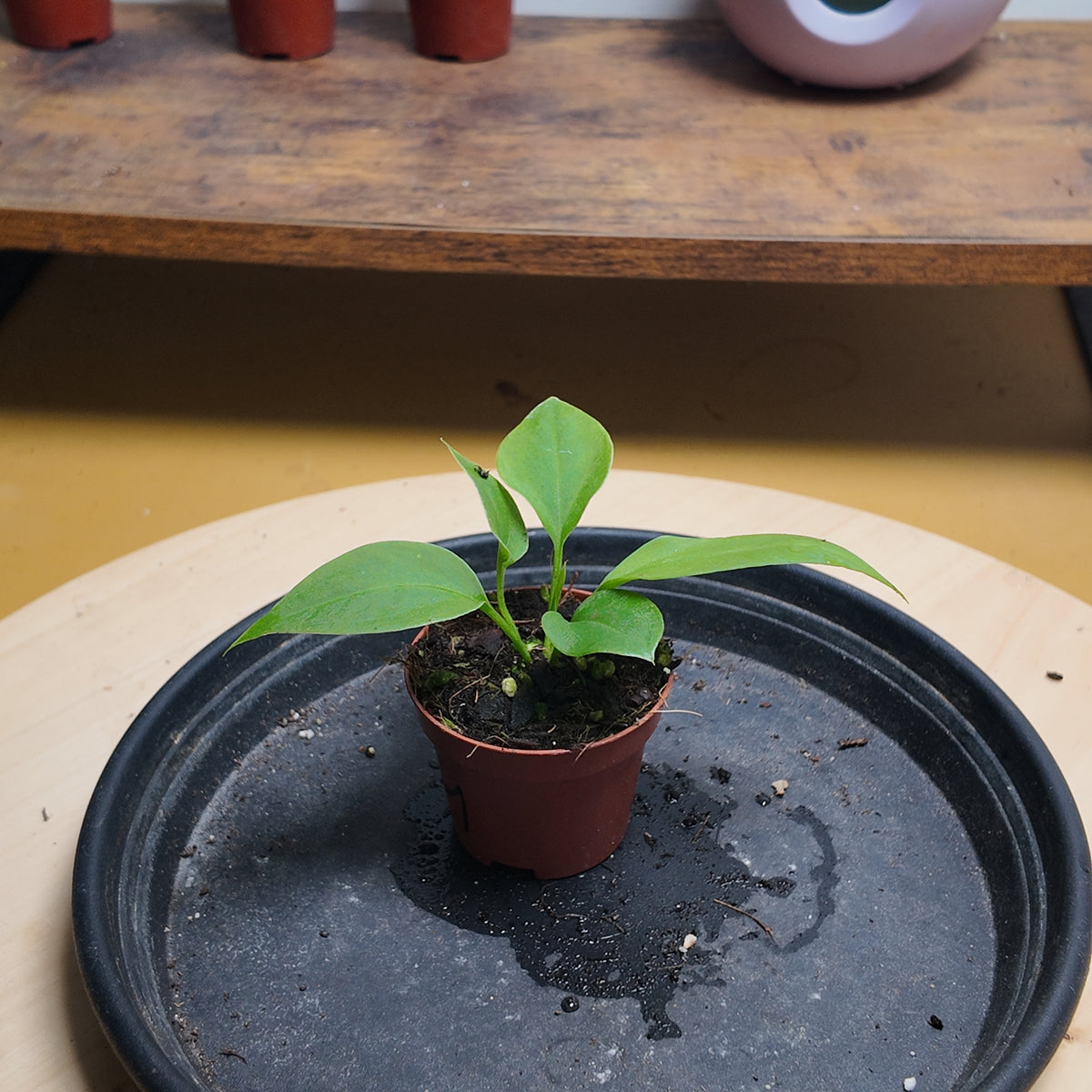 Anthurium vittariifolium