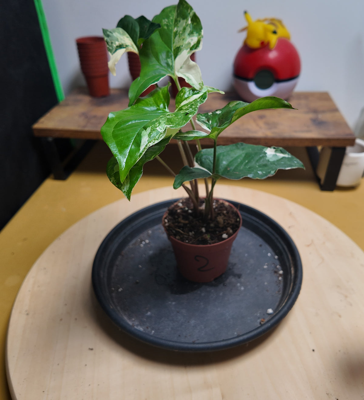 Syngonium variegata
