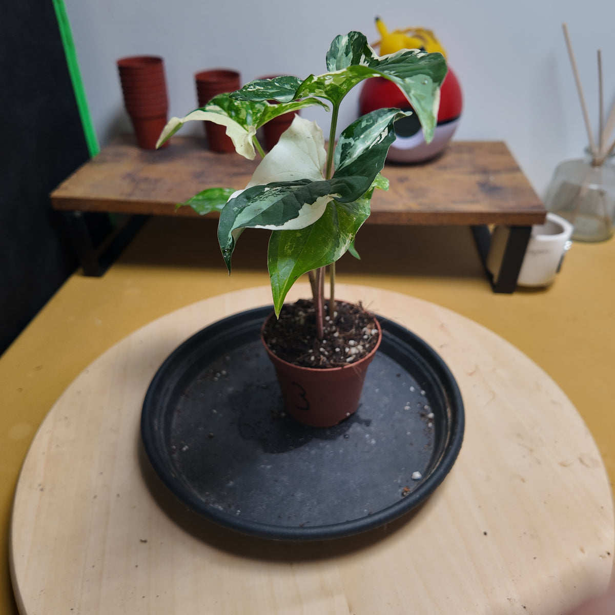 Syngonium variegata