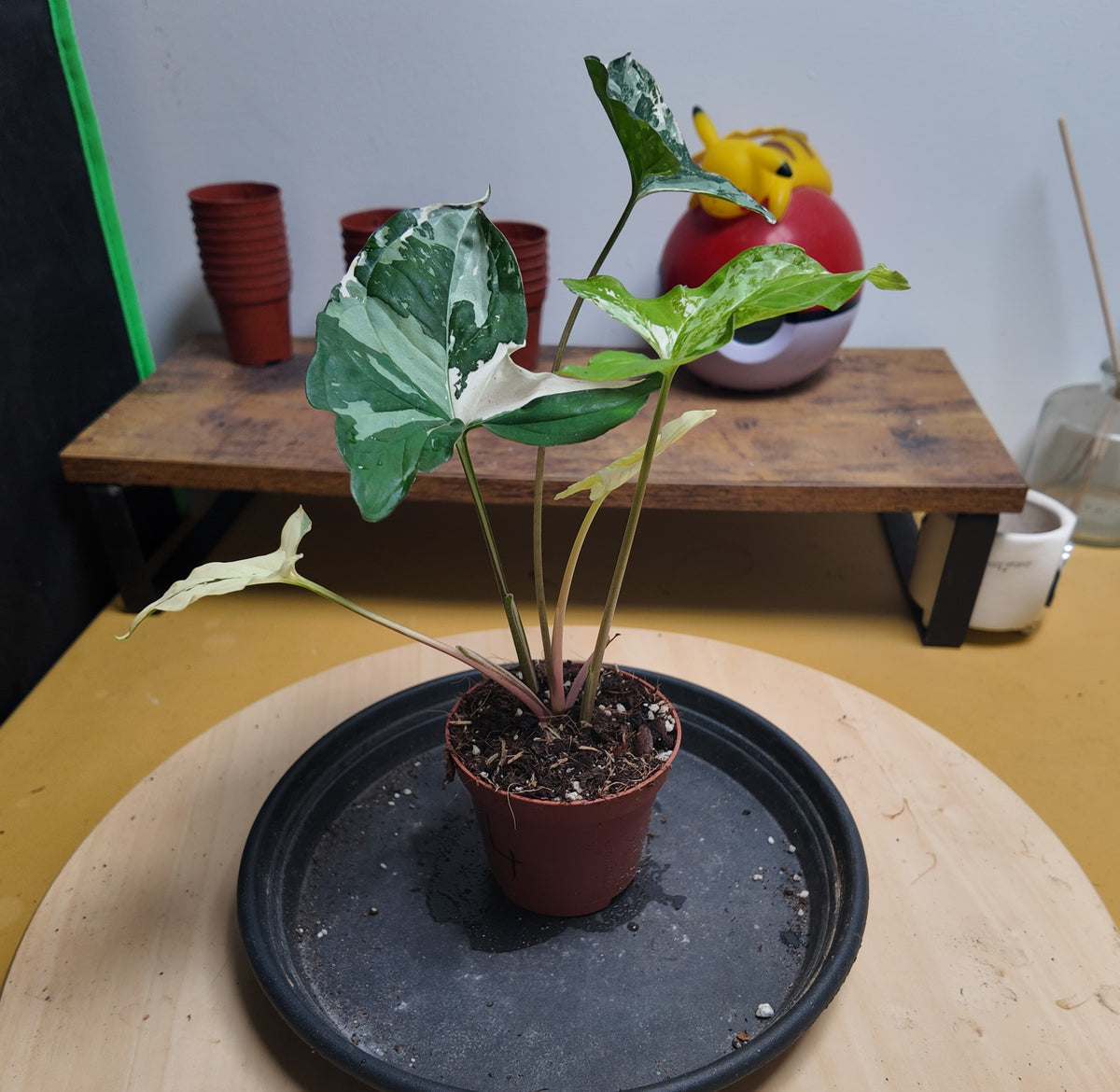 Syngonium variegata