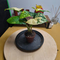 Syngonium Podophyllum 'Aurea Variegata'