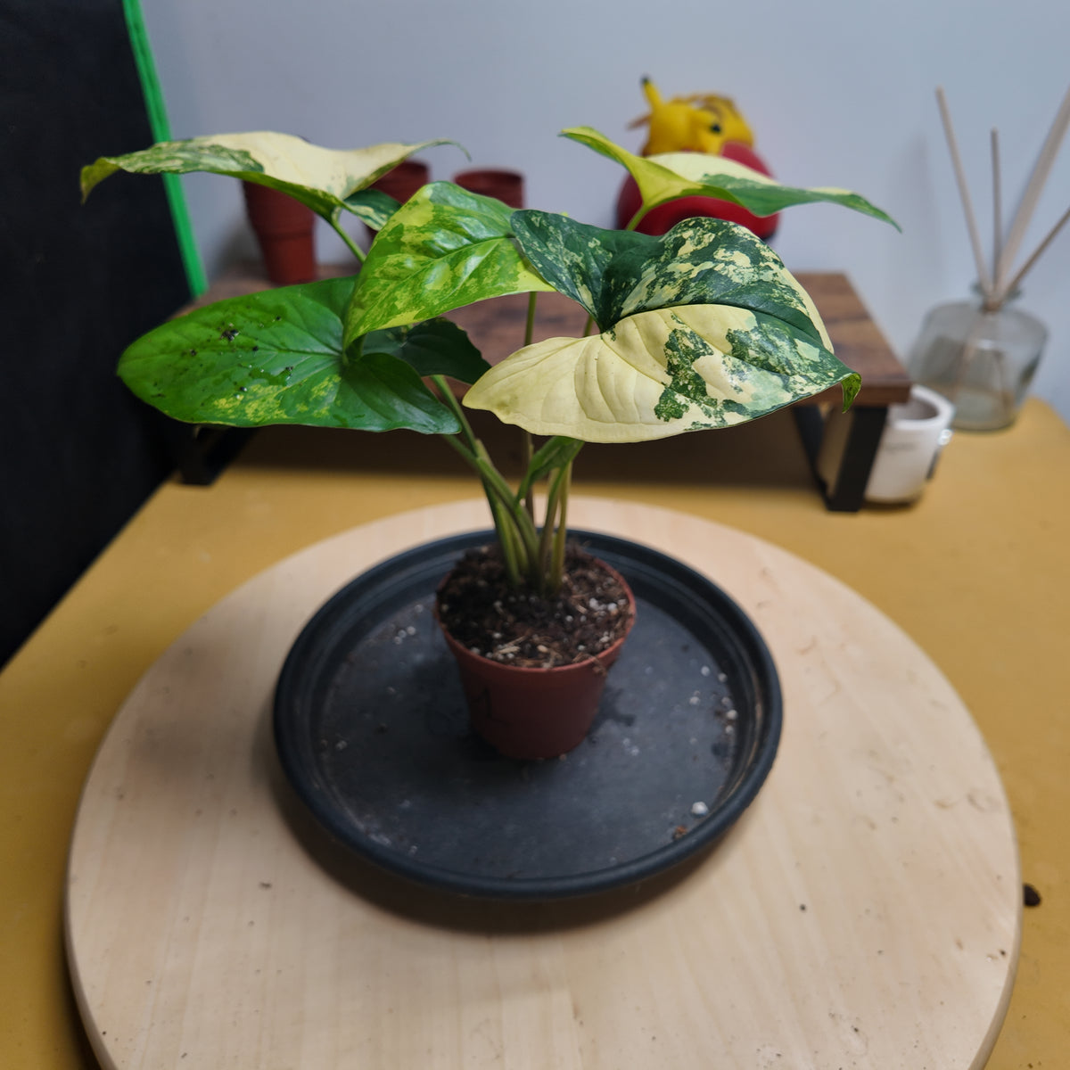 Syngonium Podophyllum 'Aurea Variegata'