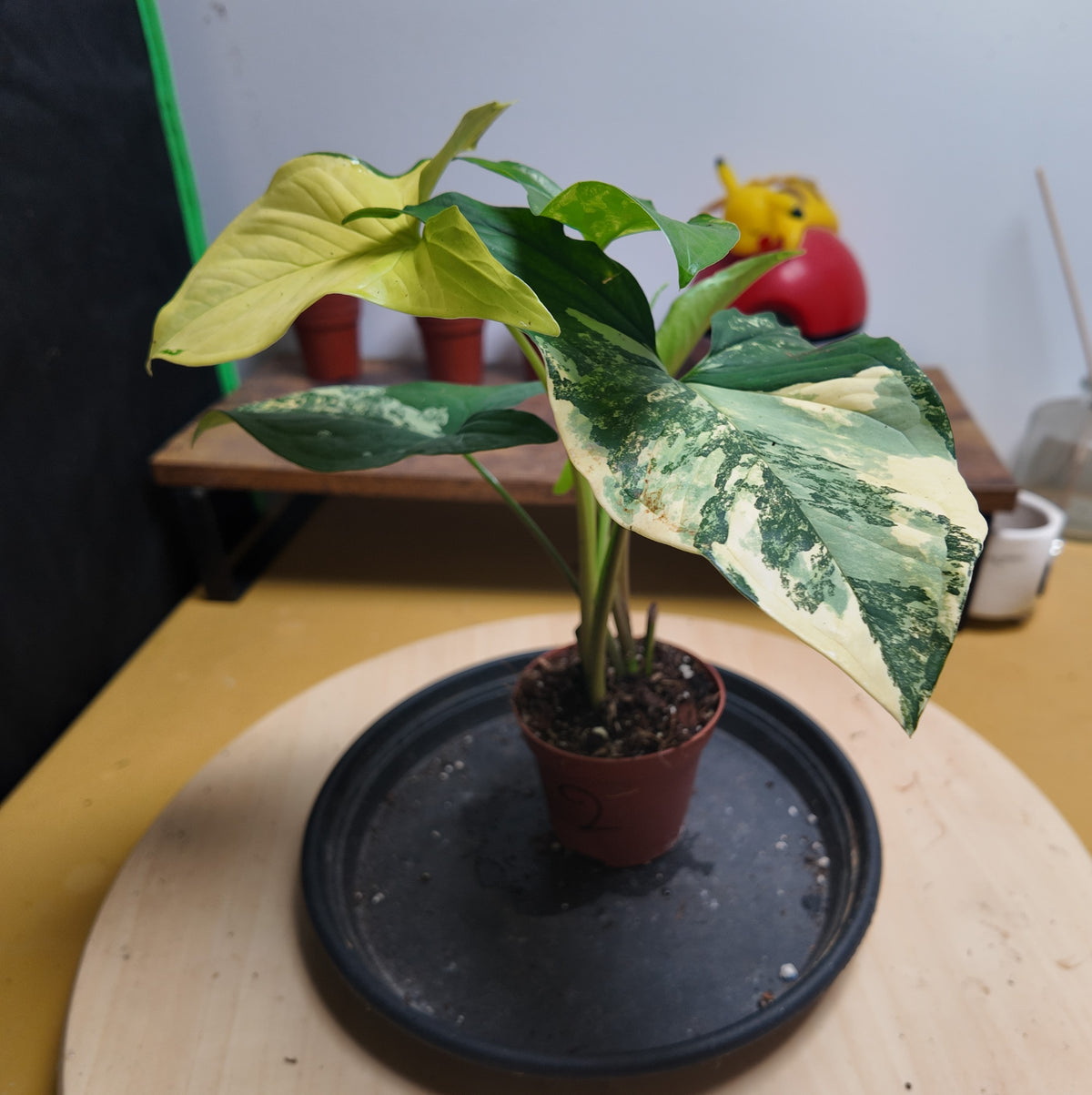Syngonium Podophyllum 'Aurea Variegata'