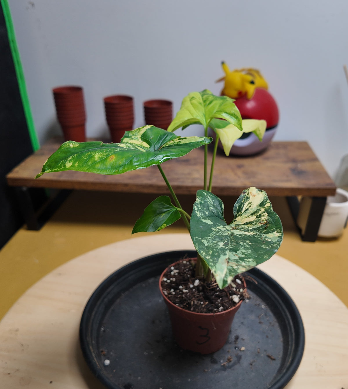 Syngonium Podophyllum 'Aurea Variegata'