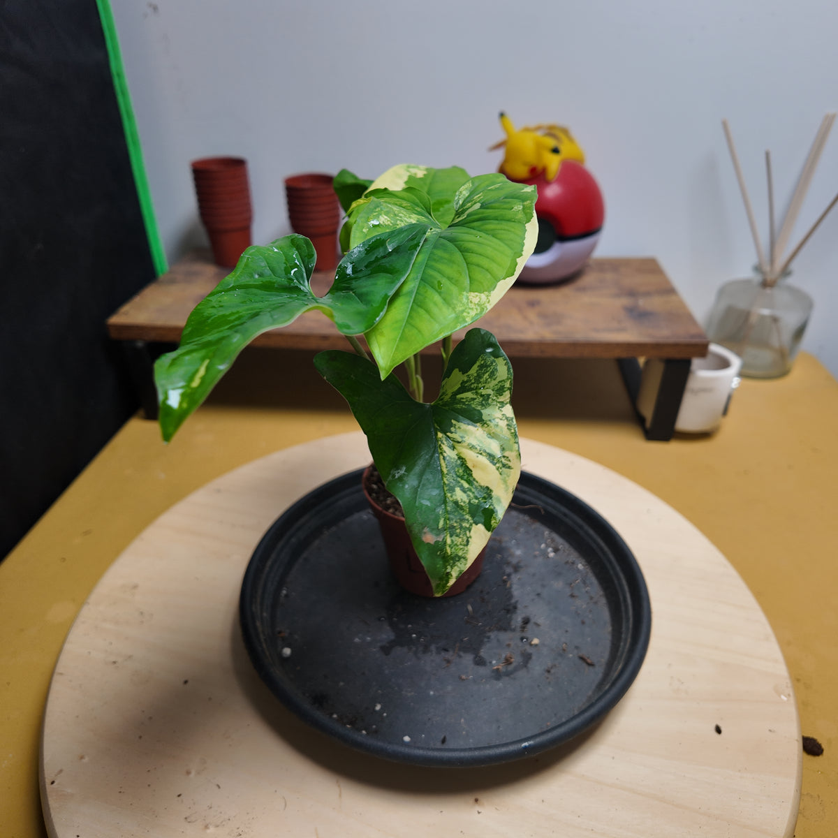 Syngonium Podophyllum 'Aurea Variegata'