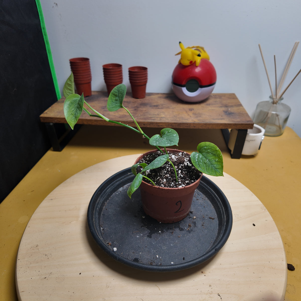 Epipremnum cebublue