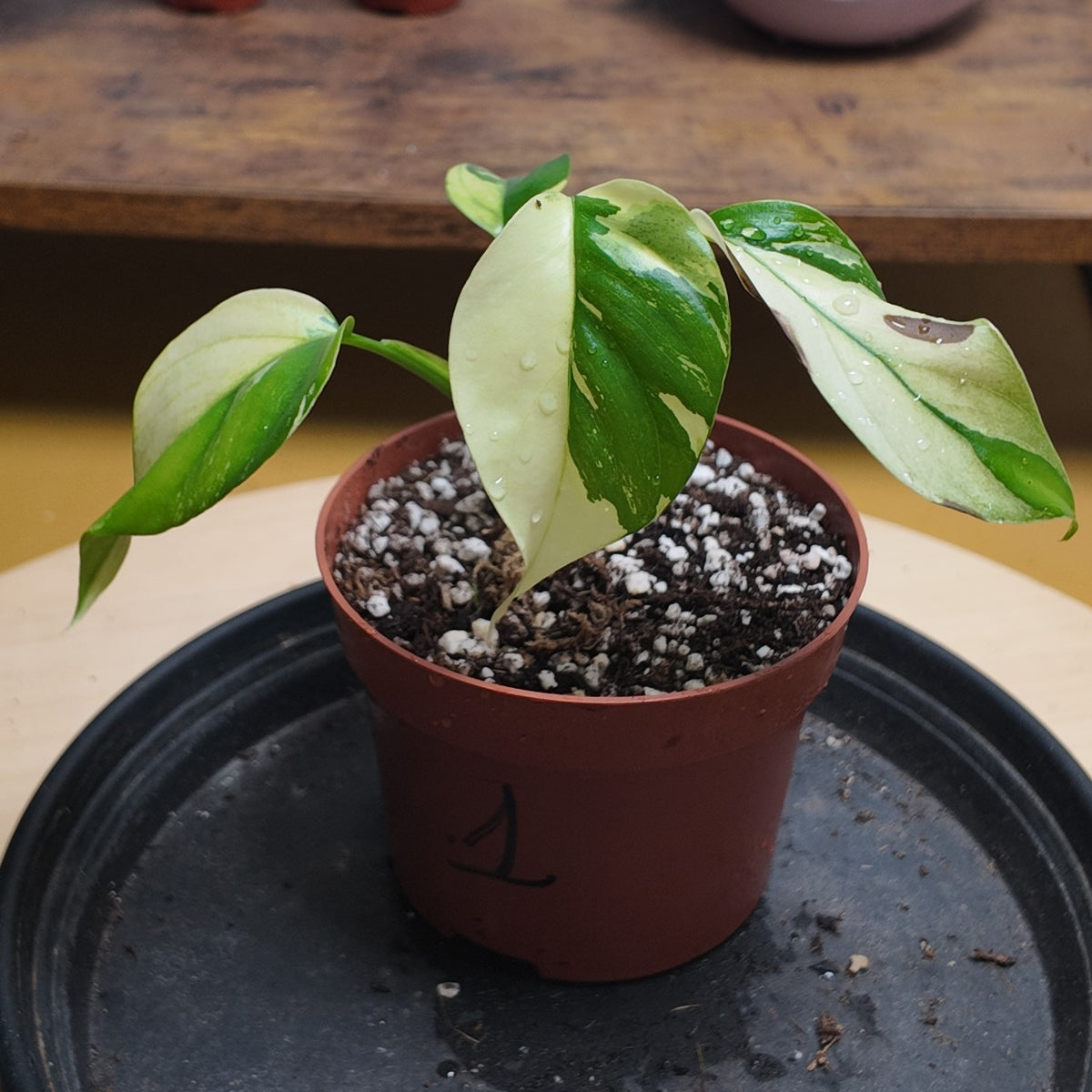 rhaphidophora tetrasperma variegata