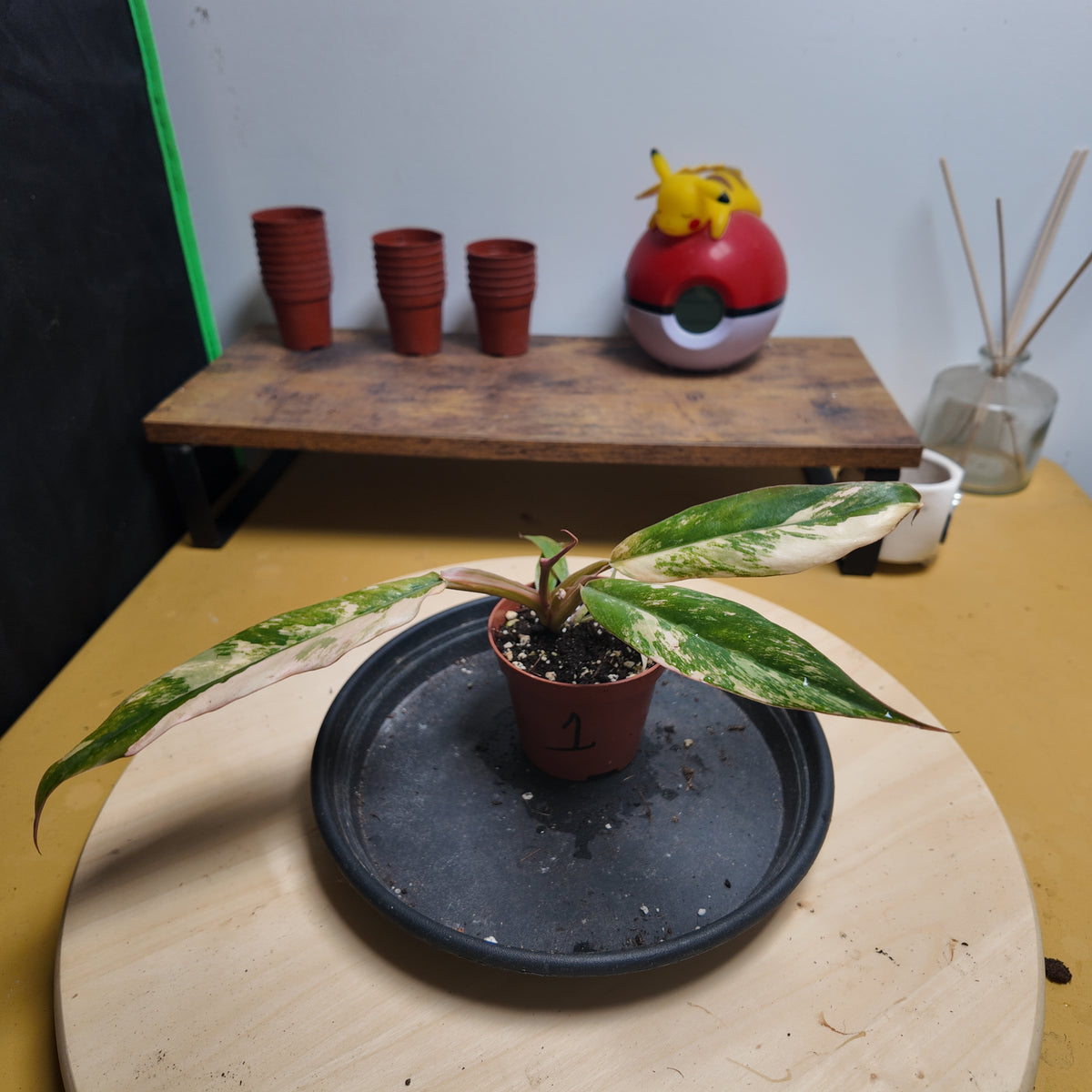 Philodendron 'Caramel Marble'