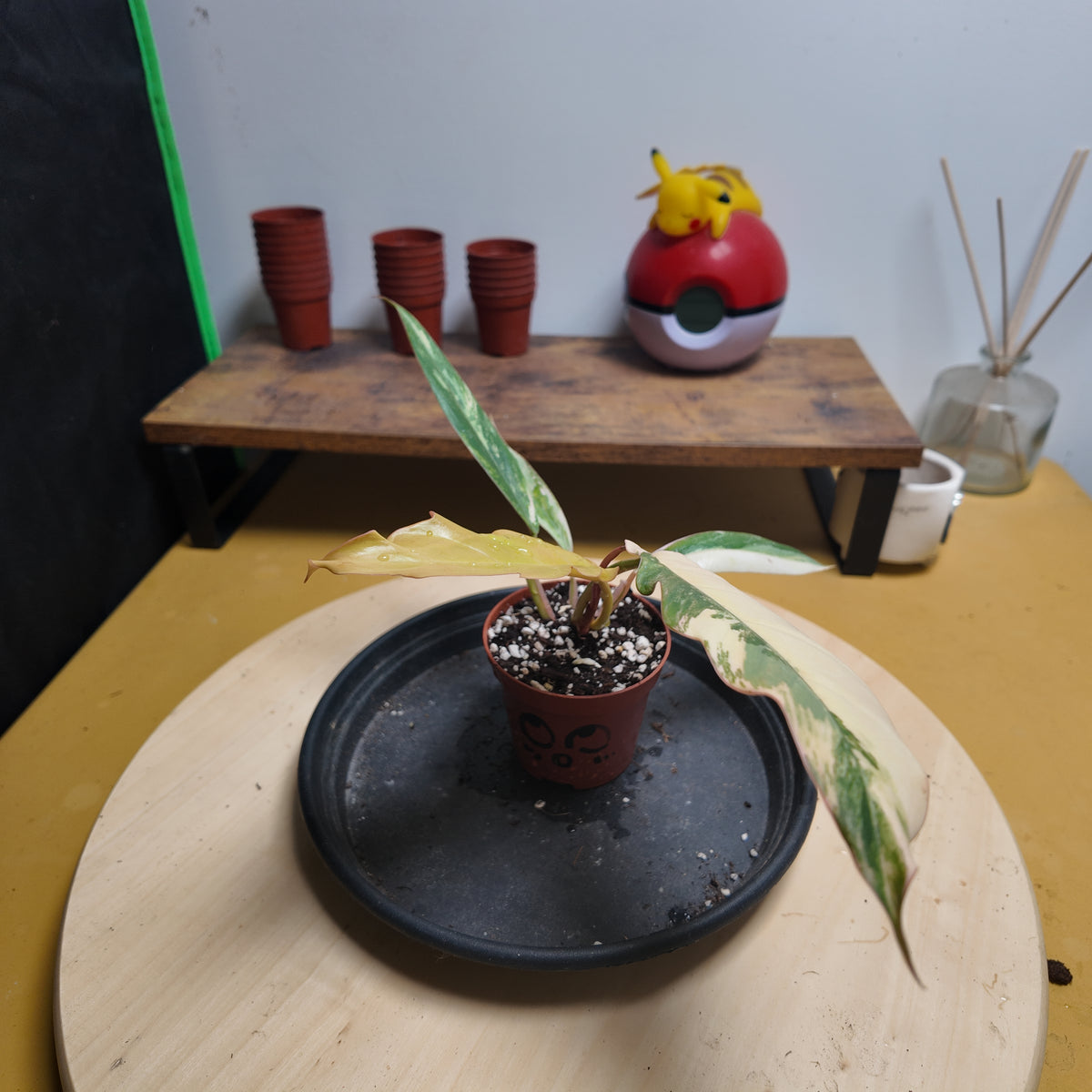 Philodendron 'Caramel Marble'