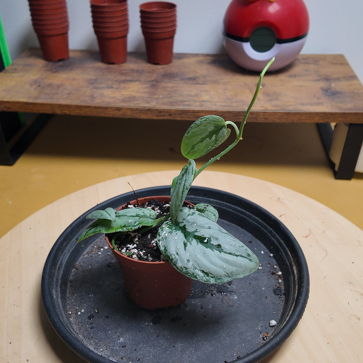 Philodendron scandens 'Pictus'
