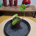 Scindapsus jade satin