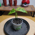 Monstera adansonii variegata aurea