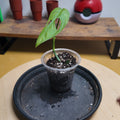 Monstera adansonii indonesian marble