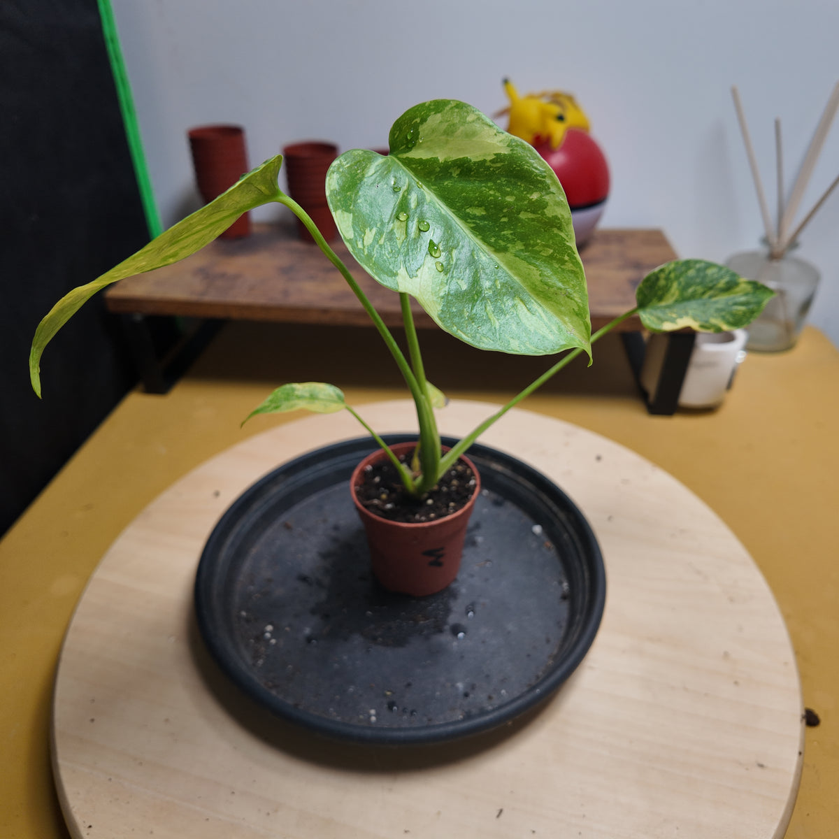 Monstera deliciosa electro light