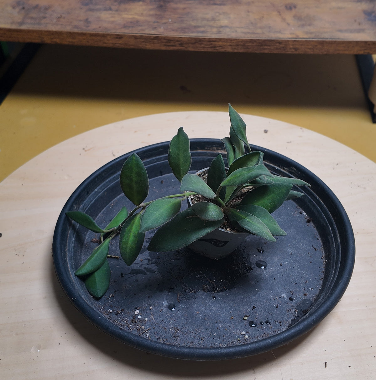 Hoya burtoniae 'Variegata'