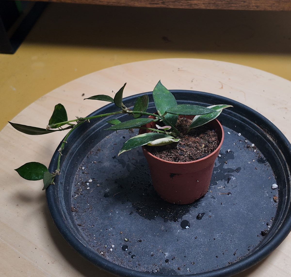 Hoya lacunosa 'Asami'