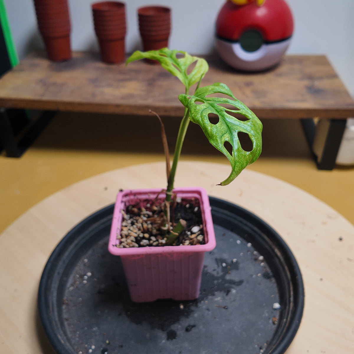 Monstera adansonii mint