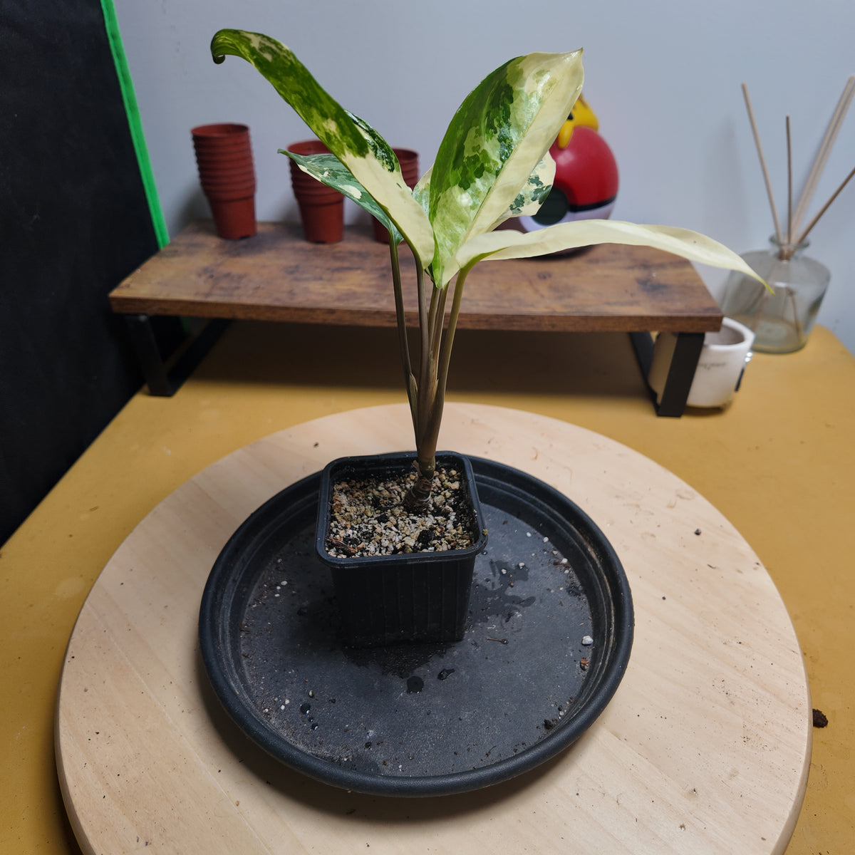 Aglaonema suvarnabhumi Variegated