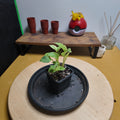 Epipremnum marble queen