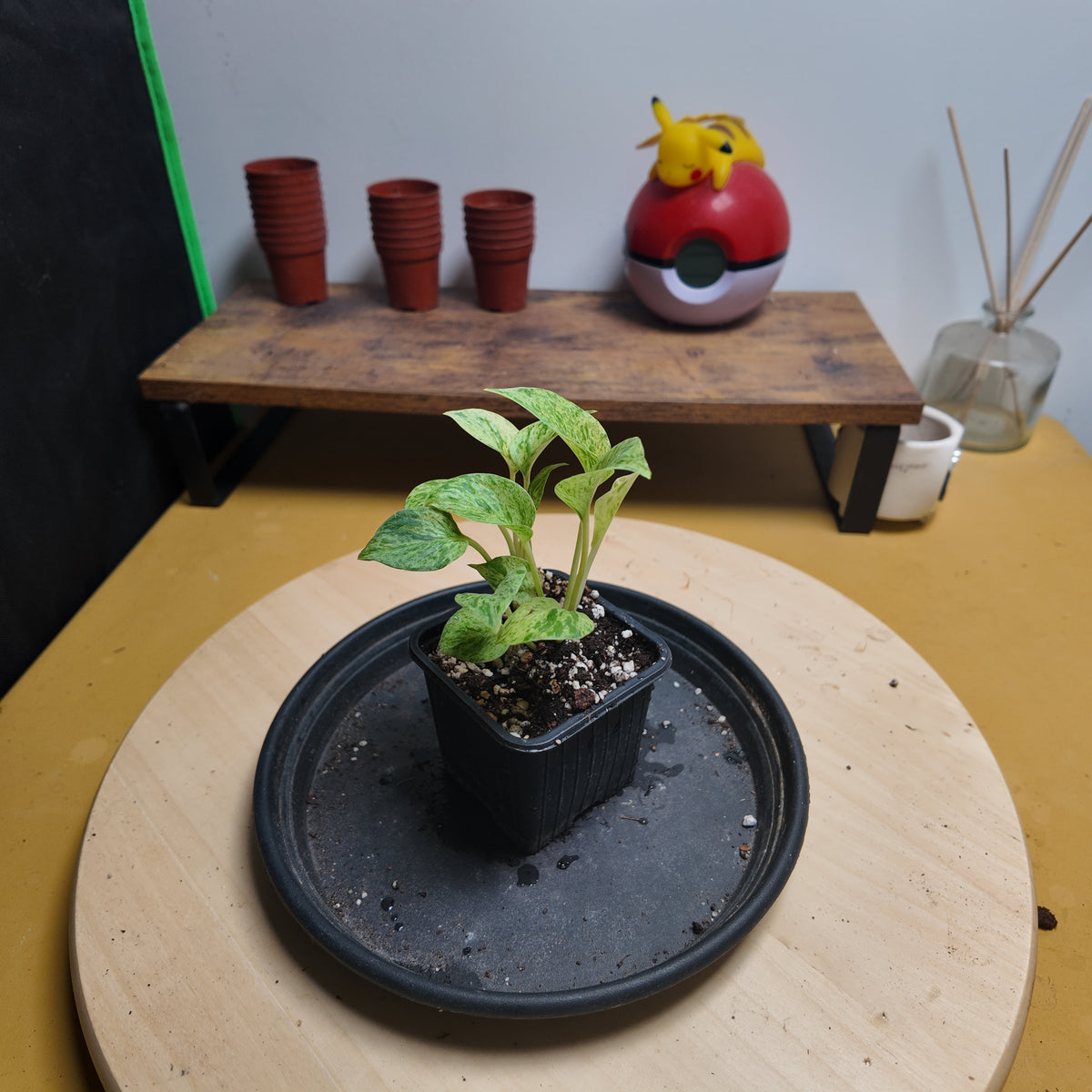 Epipremnum marble queen