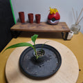 Epipremnum Amplissimum AUREA