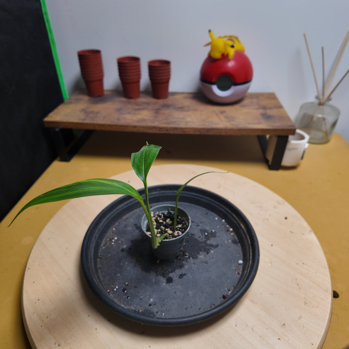 Epipremnum Amplissimum AUREA