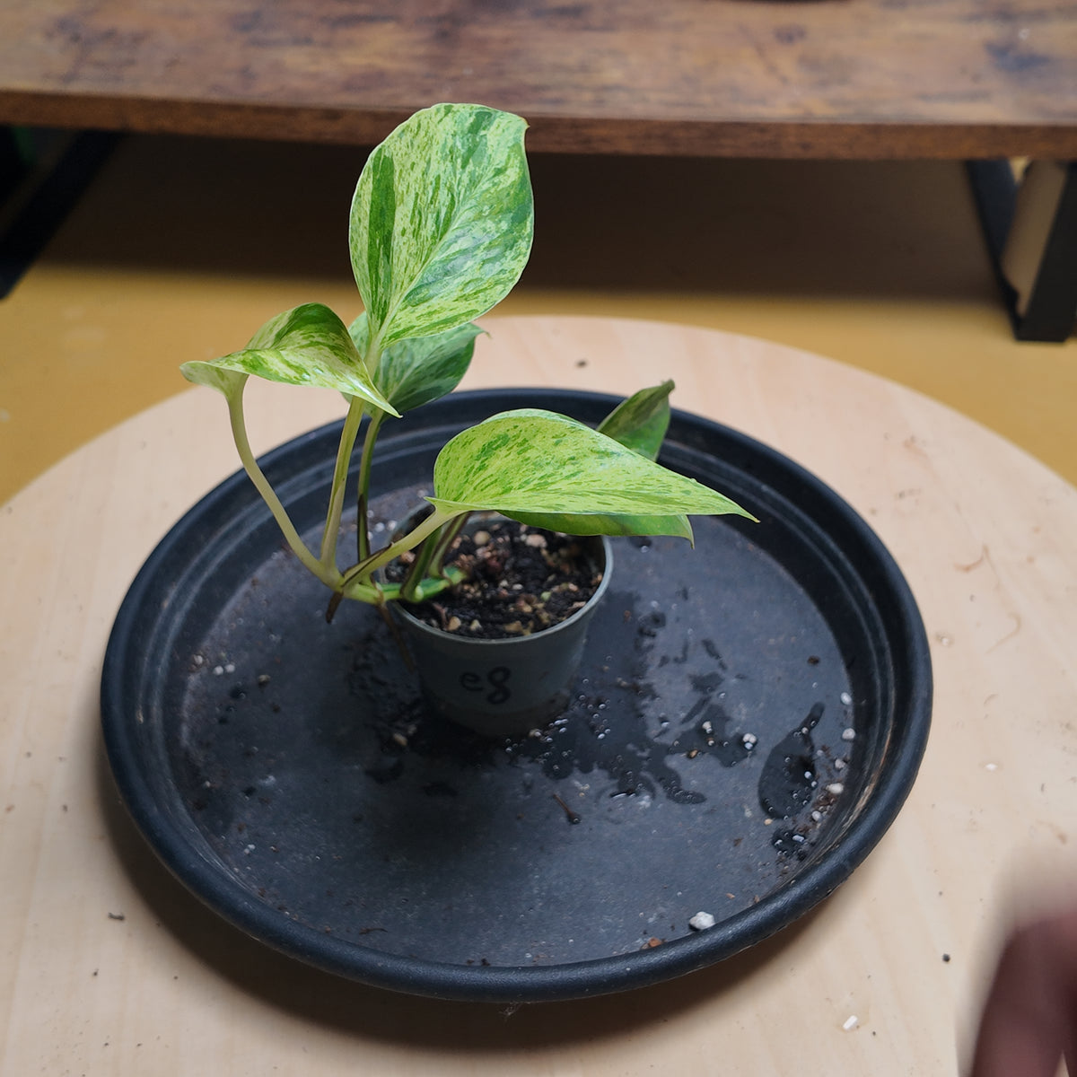 Epipremnum marble queen