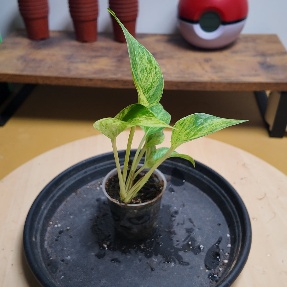 Epipremnum marble queen
