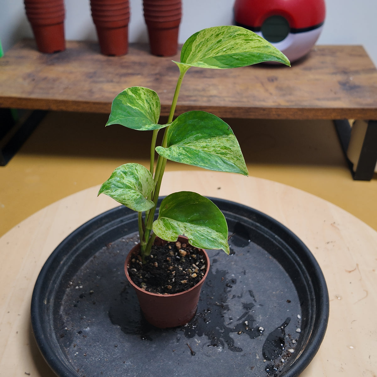 Epipremnum marble queen