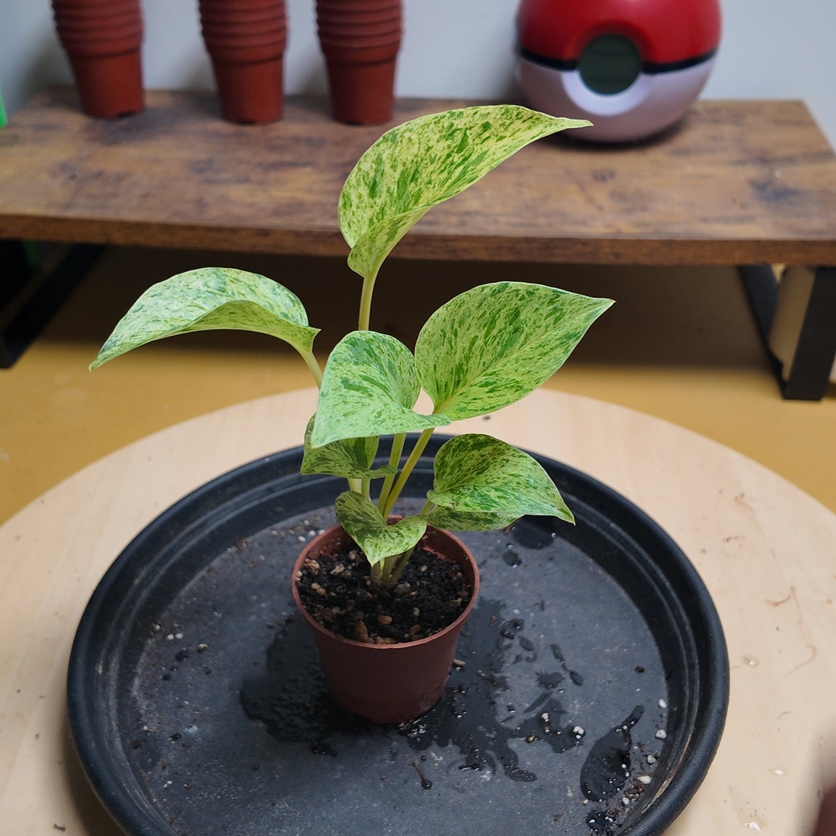 Epipremnum marble queen