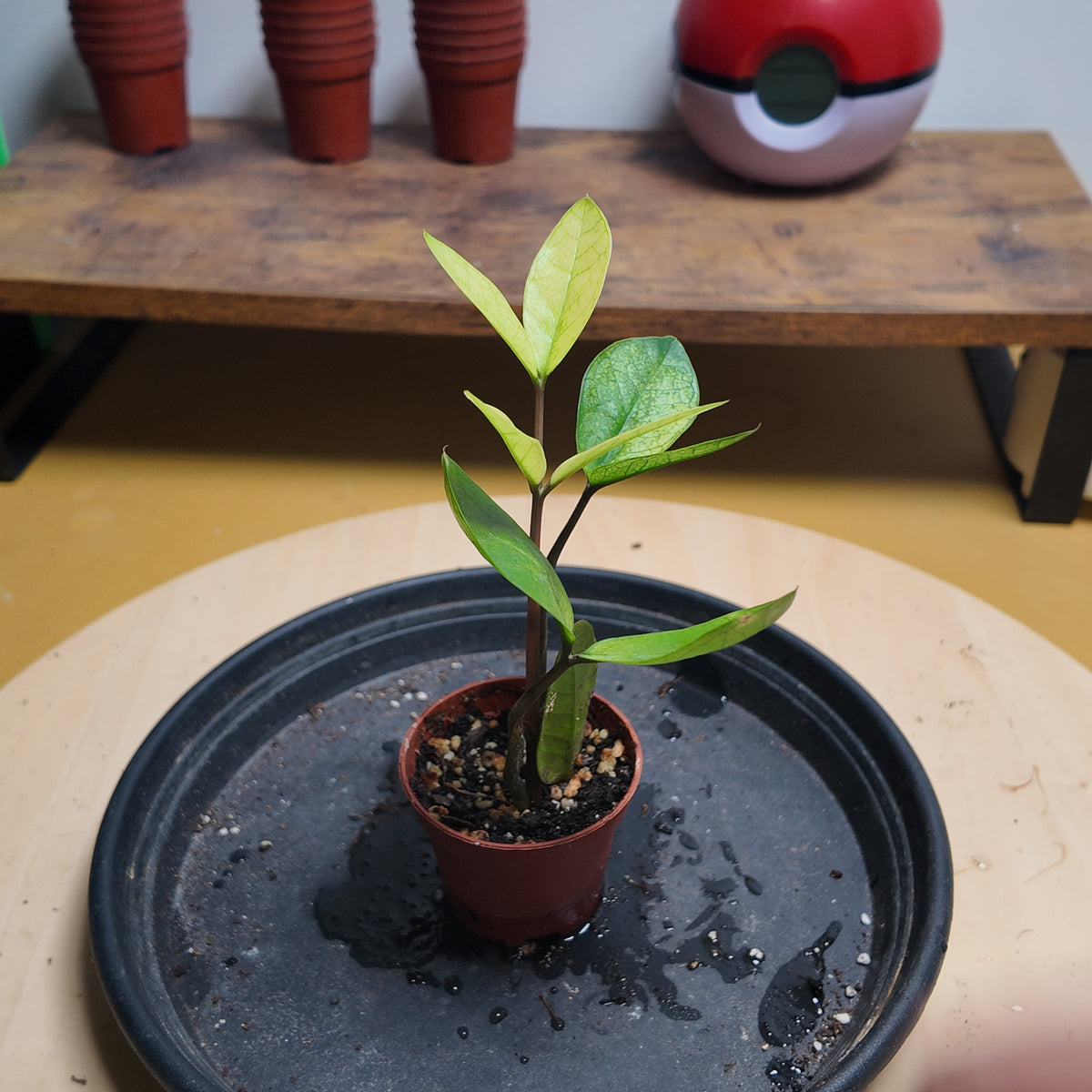 Zamioculcas zamiifolia 'Chameleon'
