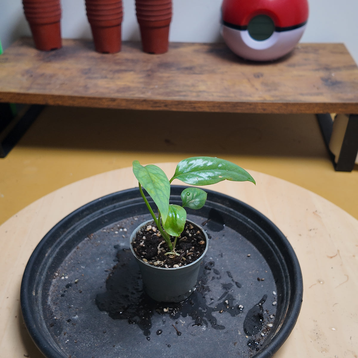 Epipremnum cebublue