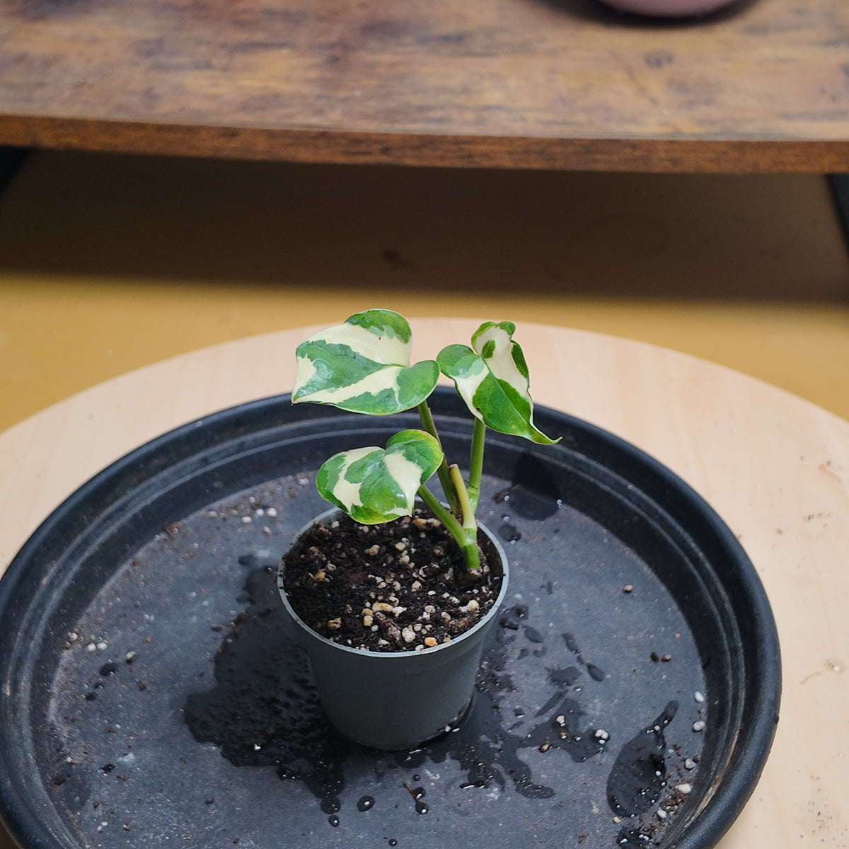 Pothos N'joy
