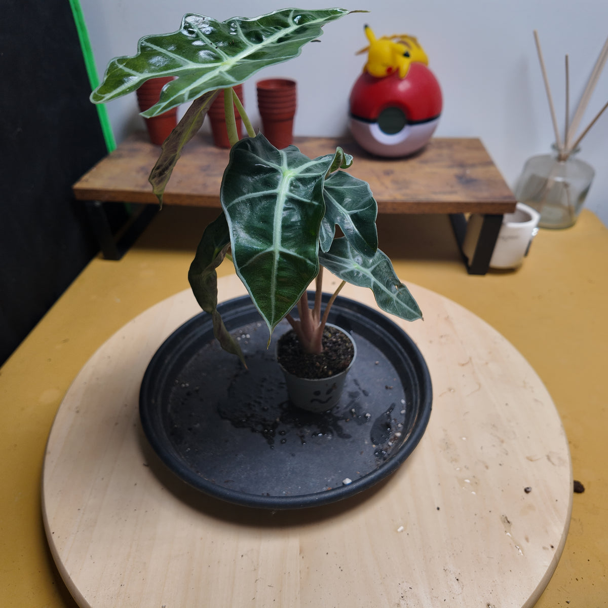 Alocasia drawf variegata