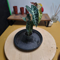 Alocasia drawf variegata