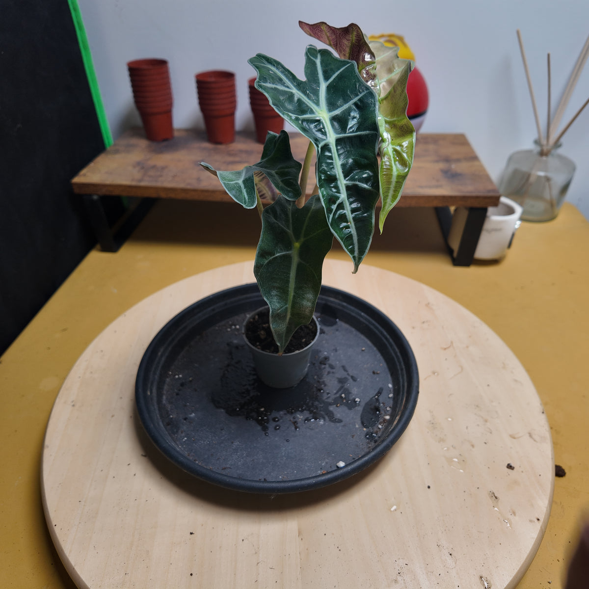 Alocasia drawf variegata