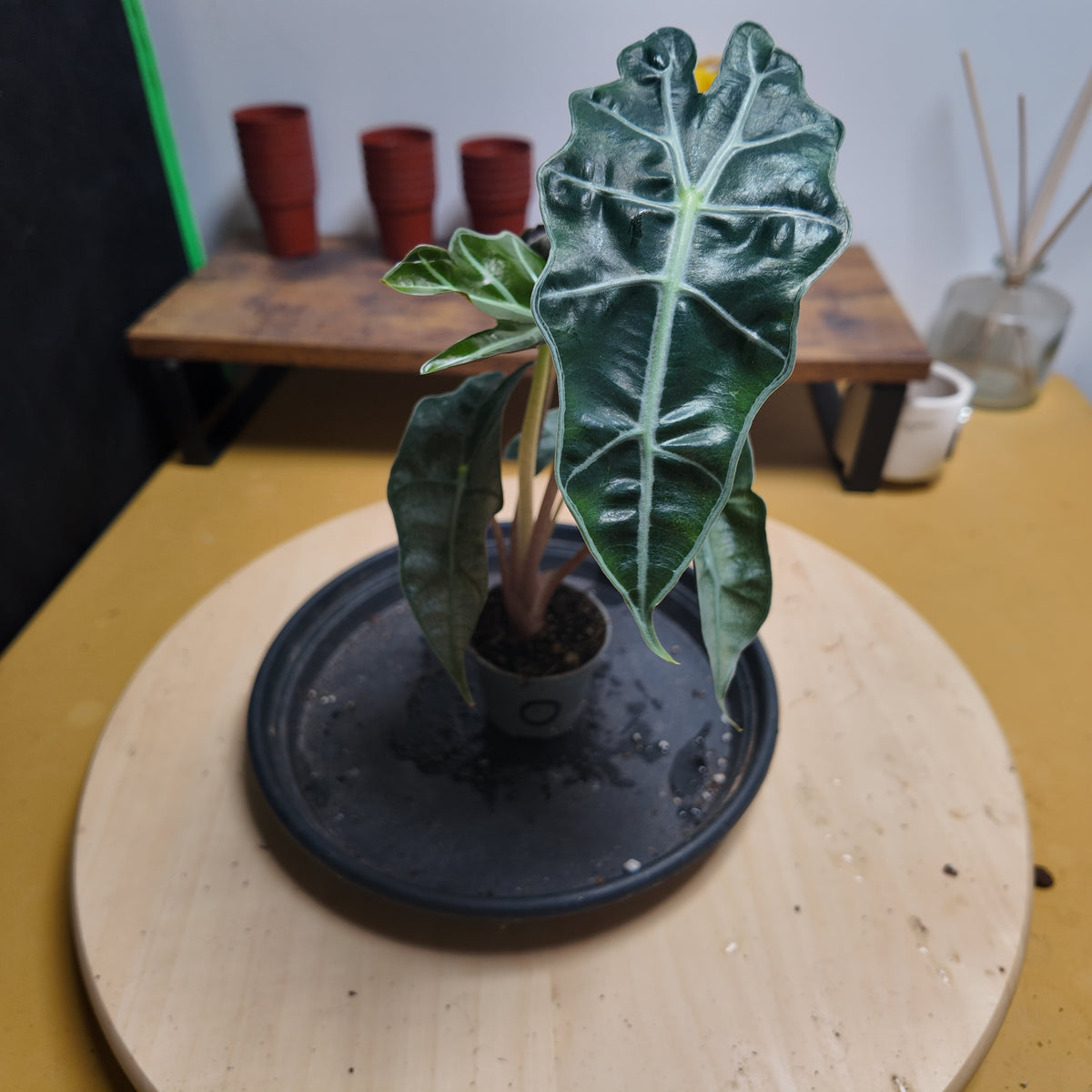 Alocasia drawf variegata