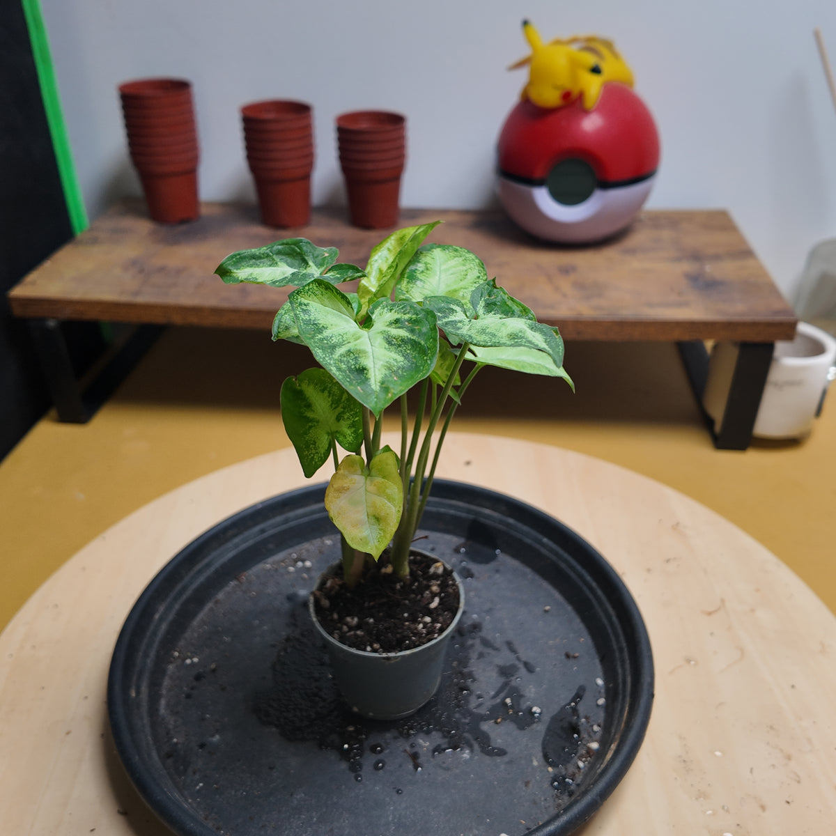 syngonium pixie