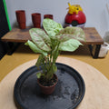 Syngonium confetti