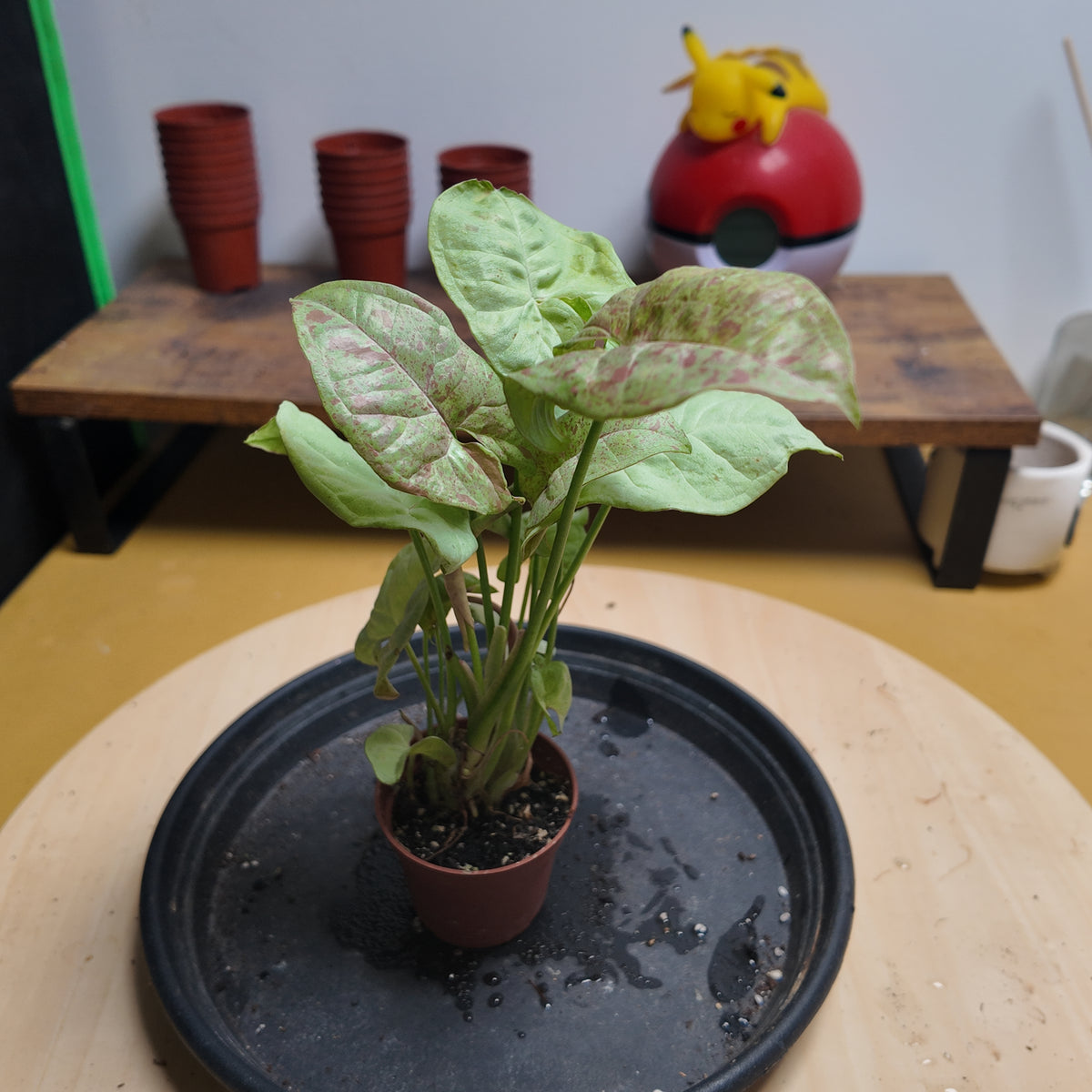 Syngonium confetti