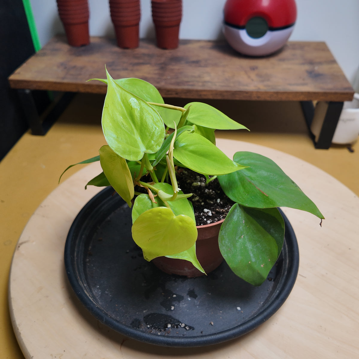 Philodendron scandens 'Neon'