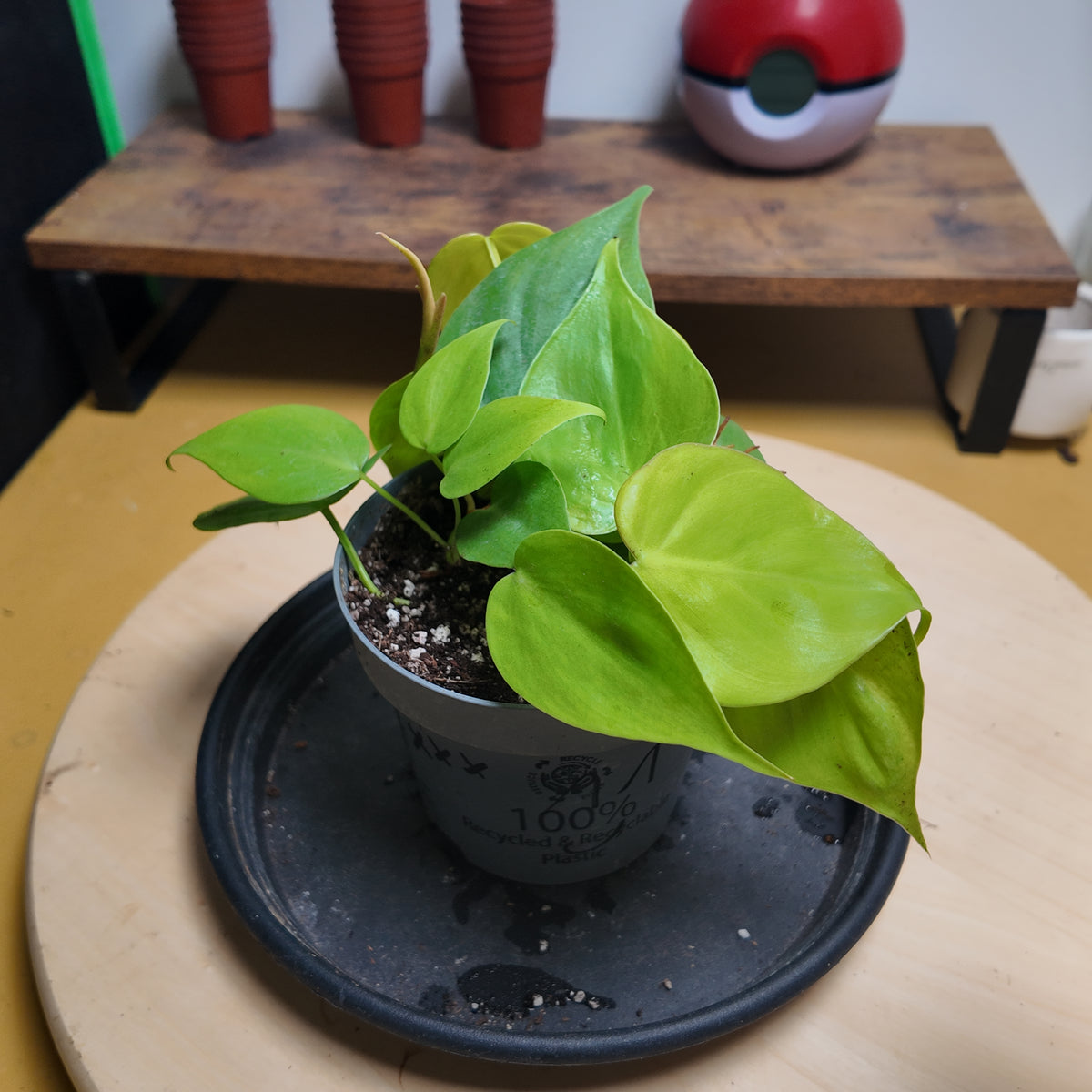 Philodendron scandens 'Neon'