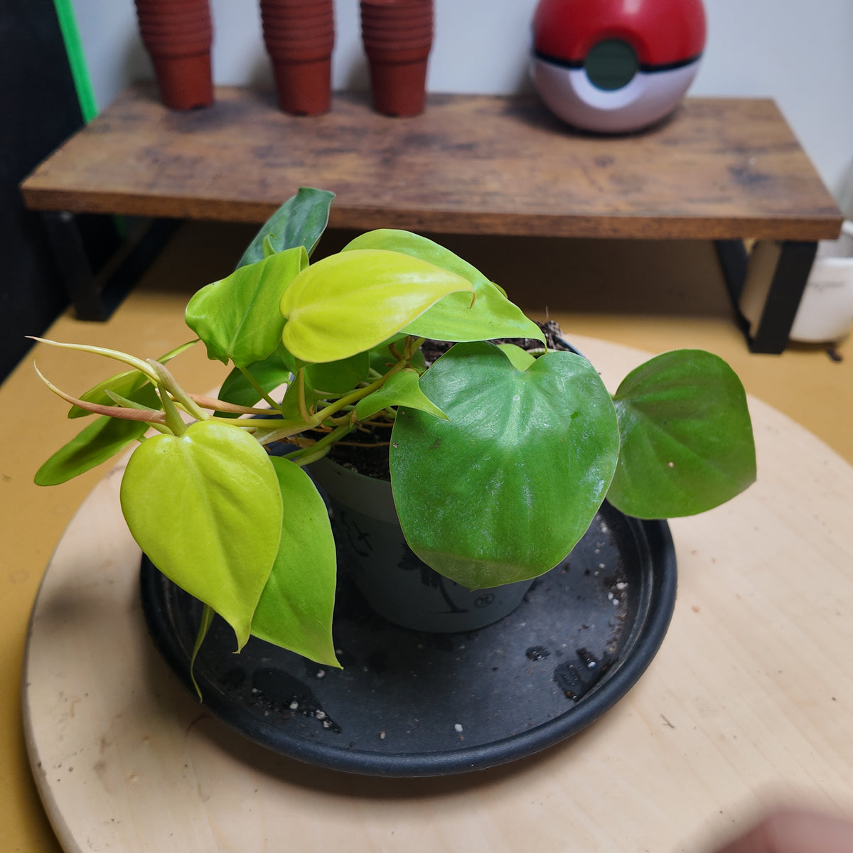 Philodendron scandens 'Neon'