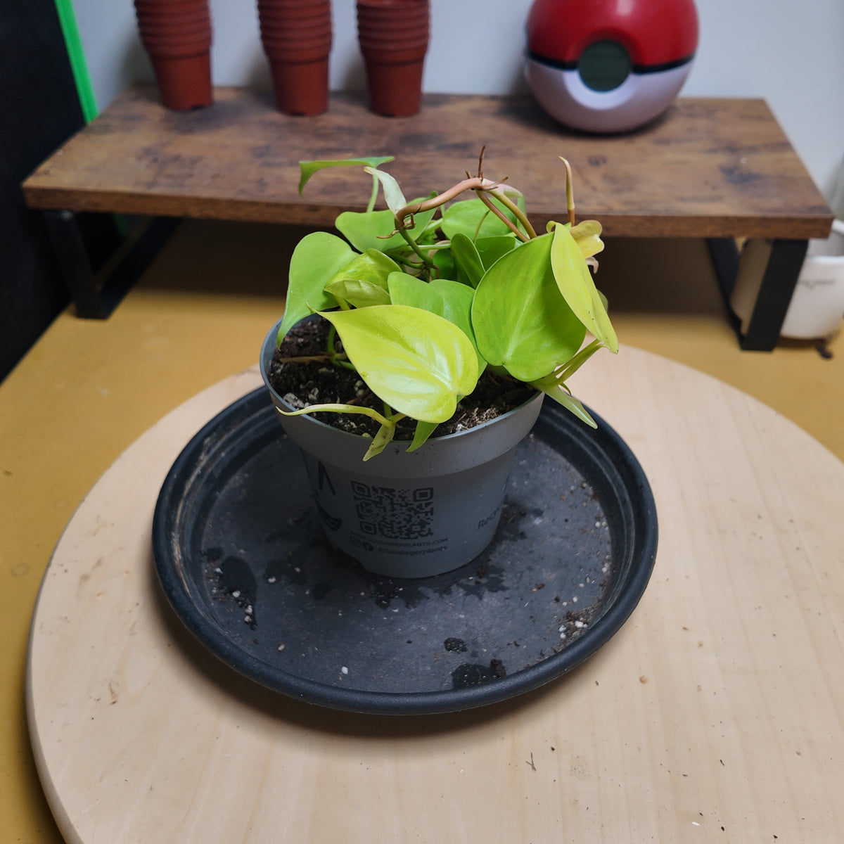 Philodendron scandens 'Neon'