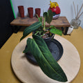 Anthurium warocqueanum