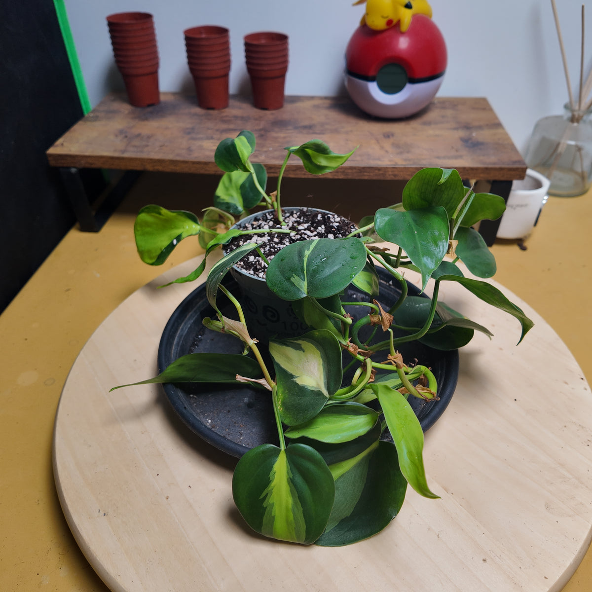 Philodendron scandens 'Brasil'