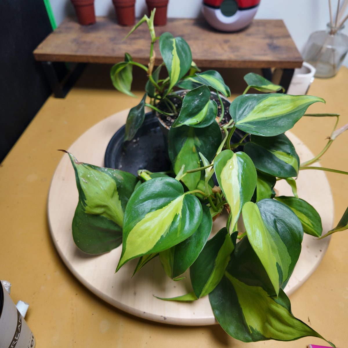 Philodendron scandens 'Brasil'