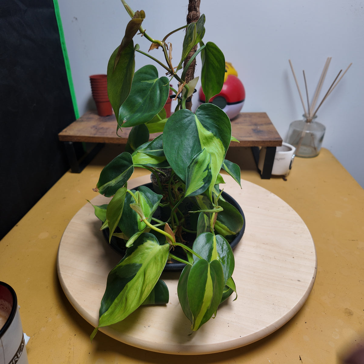 Philodendron scandens 'Brasil'