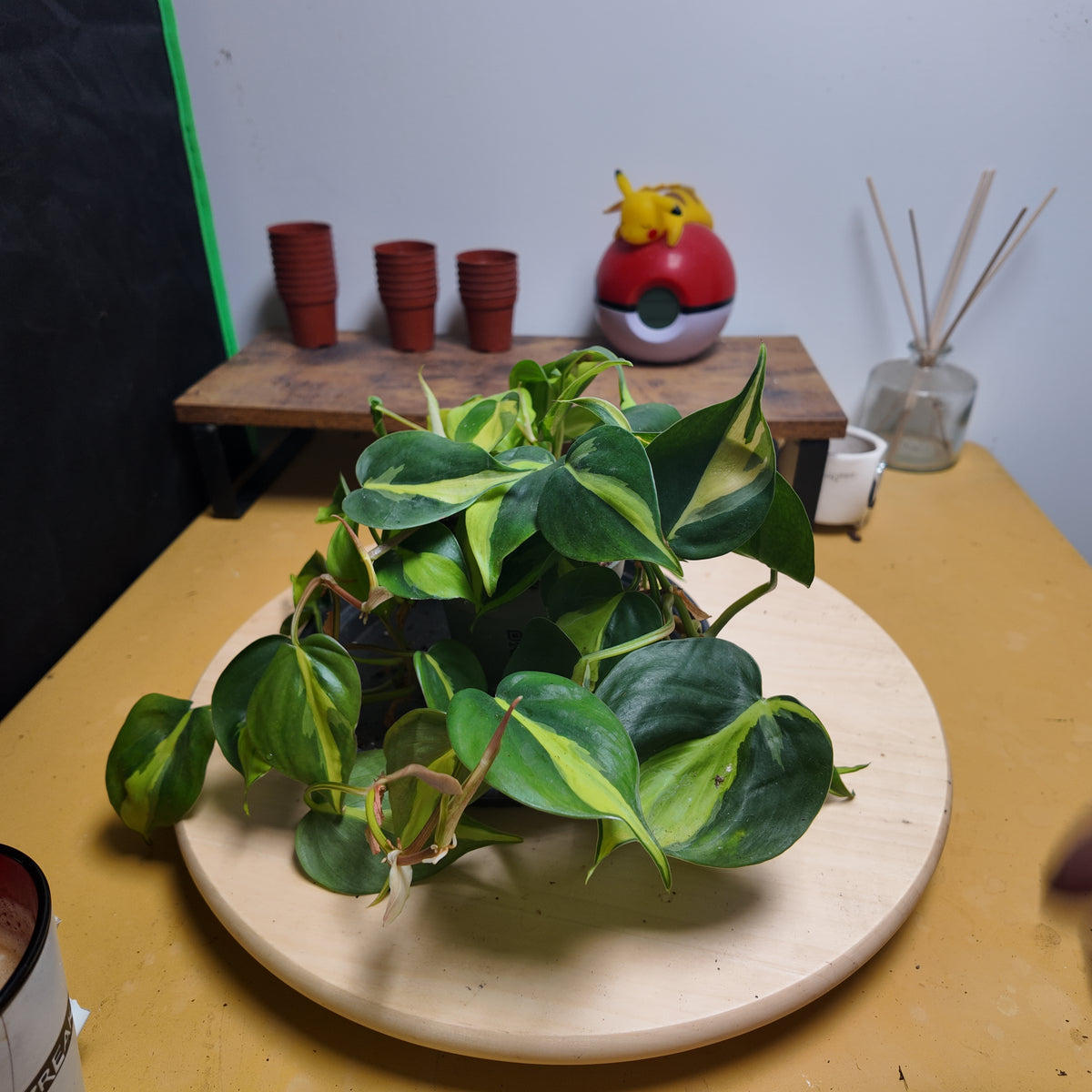 Philodendron scandens 'Brasil'
