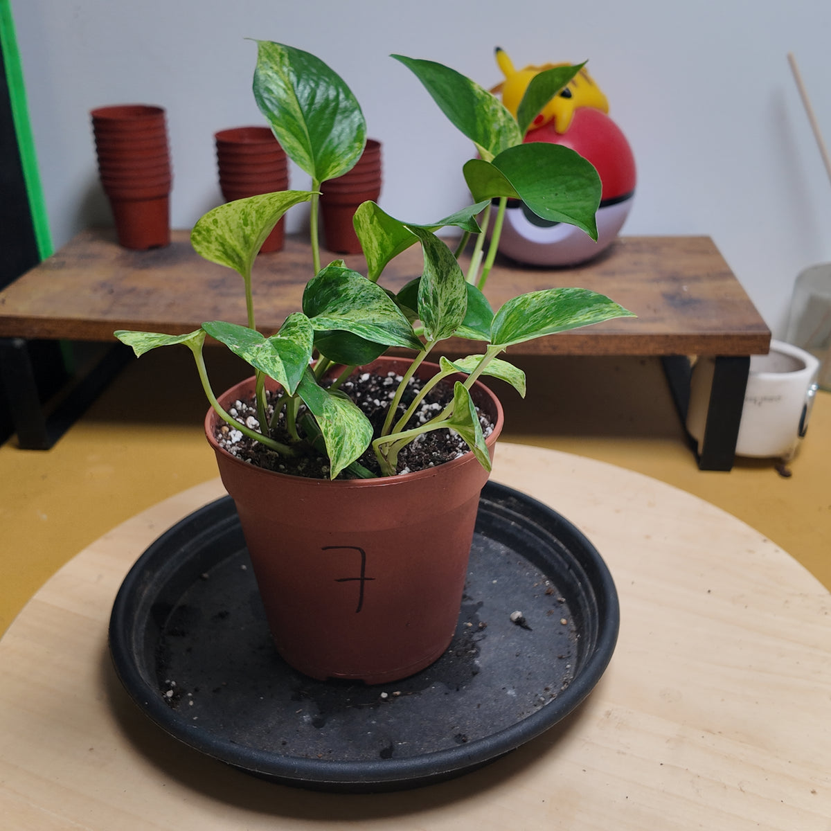 Epipremnum marble queen